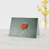 Carte Cap Tribulation (Fleur jaune)