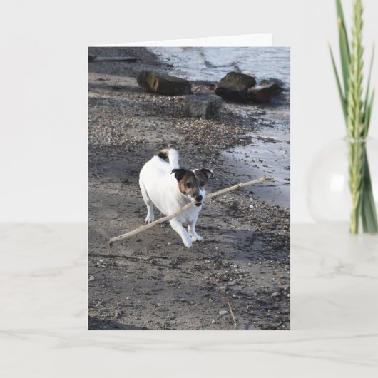 Carte Capo von Oppenheim Jack Russell Terrier, Chien (Devant)