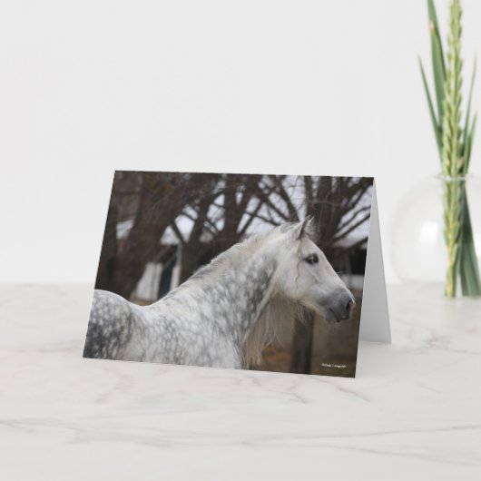 Carte Capture d'écran Dappy Grey Andalucien Stallion (Devant)
