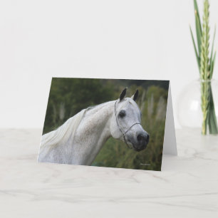 Carte Capture d'écran du cheval arabe 1