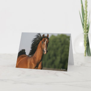 Carte Capture d'écran Mane de Bay Morgan Horse