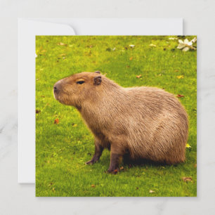 Carte Capybara