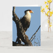 CARTE CARACARA-1-04 (Fleur jaune)