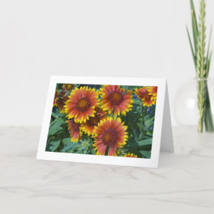 Carte Card, "Daisies # 227"