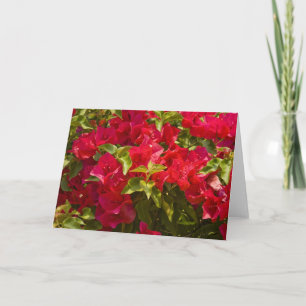 Carte Card, "Red Bougainvillia # 236"