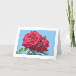 Carte Card, "Red Rose # 244"