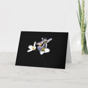 Carte Cardamine Pratensis Fleurs gca