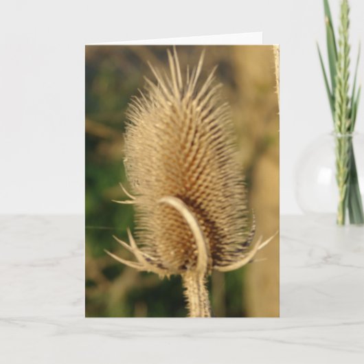 Carte Cardère (Devant)