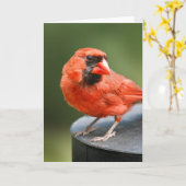Carte Cardinal Cutie (Fleur jaune)