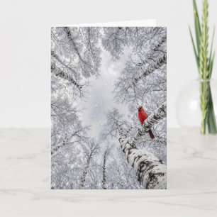 Carte Cardinal d'anniversaire dans une forêt de bouleaux