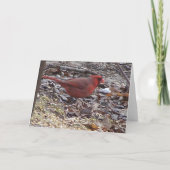 Carte Cardinal de Woodpecker&Male (Dos)