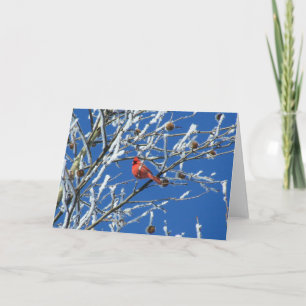 Carte Cardinal d'hiver