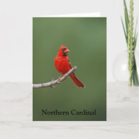 Cardinal du Nord
