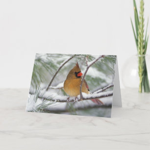 Carte Cardinal du nord féminin dans le pin neigeux,