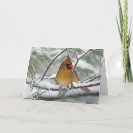 Carte Cardinal du nord féminin dans le pin neigeux, (Devant)