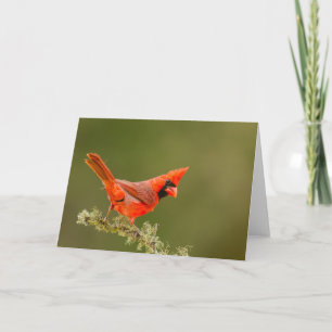 Carte Cardinal mâle sur une branche