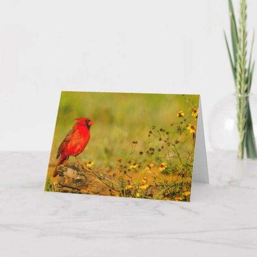 Carte Cardinal mâle sur une bûche (Devant)