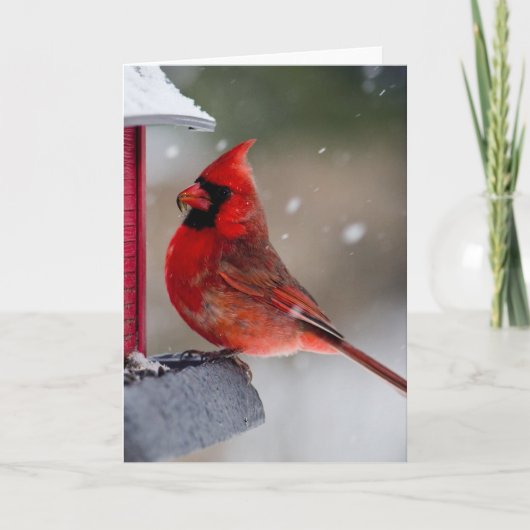 Carte Cardinal masculin à la mangeoire (Devant)