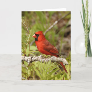 Carte Cardinal Note Card