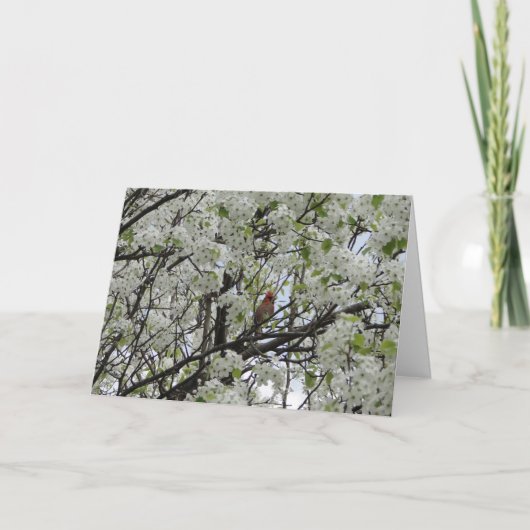 Carte Cardinal parmi les fleurs blanches (Devant)