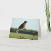 Carte Cardinal/Robin, chanson joyeuse (Dos)