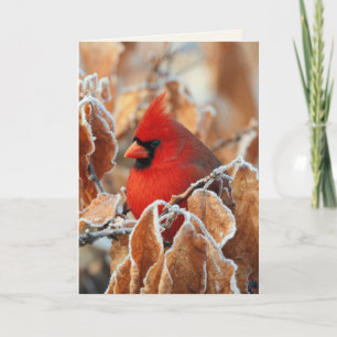 Carte Cardinal rouge de sympathie dans les feuilles d'au