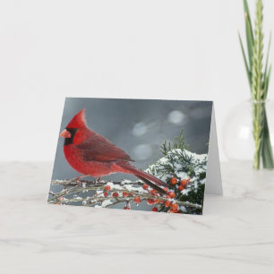 Carte Cardinal rouge sur la branche glaciale du houx