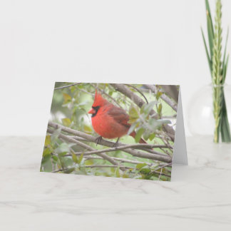 Carte cardinale masculine (blanc)