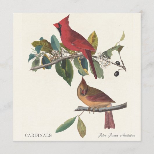 Carte Cardinaux de John James Audubon (Devant)