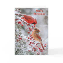 Cardinaux de Noël avec des baies rouges en hiver