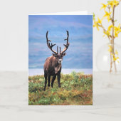 Carte Caribou or Reindeer | Denali National Park, Alaska (Fleur jaune)
