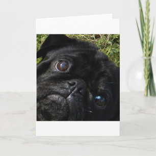 Carte carlin yeux de pug noir