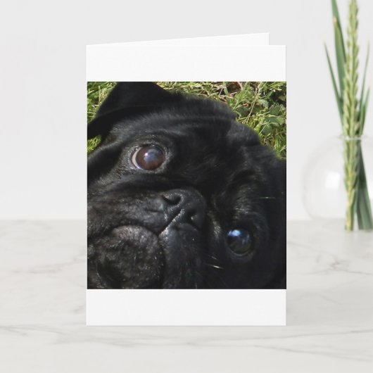 Carte carlin yeux de pug noir (Devant)