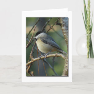 Carte Carolina Chickadee Note Card