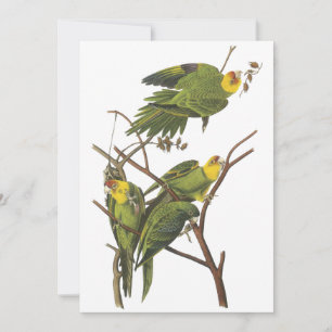Carte Carolina Parakeet, John Audubon