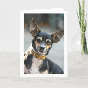 Carte Carte, baise mon nez, Chihuahua