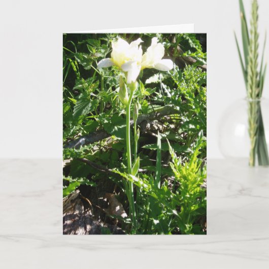 Carte "Carte de Pâques 'Iris Barbu Goldkist'" (Devant)