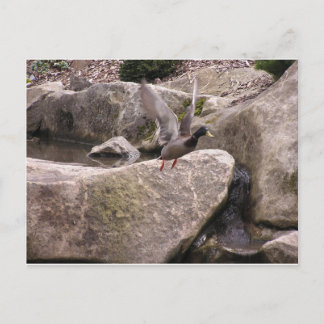 Carte : Carte postale de Z : Parc de Kubota de