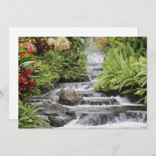 Carte Cascade dorée (Devant / Derrière)