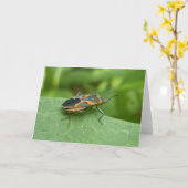 Carte Case Elder Bug Coordonner les éléments (Fleur jaune)