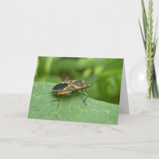 Carte Case Elder Bug Coordonner les éléments (Devant)