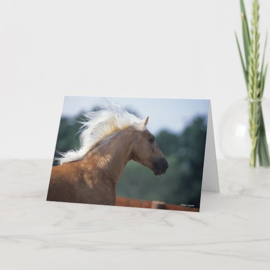 Carte Casque Palomino Rocky Mountain Horse (Devant)