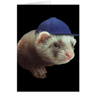 Carte Casquette Ferret