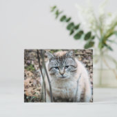 Carte Cat (Debout devant)