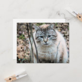 Carte Cat (Devant/Arrière en situation)