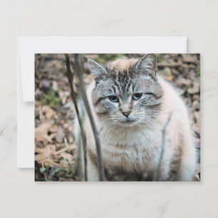 Carte Cat