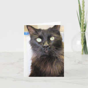 Carte Cat