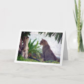 Carte Cat at at Beach Portrait (Devant)