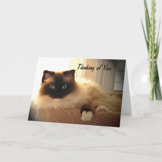 Carte Cat Cats Ragdoll Ragdolls Kitty Card (Devant)