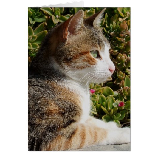 Carte Cat Cleo (Devant)